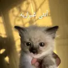 تبني قطط صغيرة   مجانا