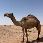 ناقة ضروبة عشراء