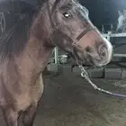 بوني سليم شرط العمر 3 سنوات هادي