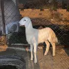 خروف