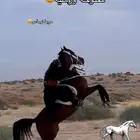 توفر ركوب حر ف الخفجي