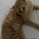 قط برتقالي تابي أليف كيوت جميل يغضب عند إزعاجه فقط ولا يحقد