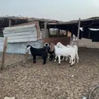 معزا