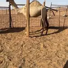 قعود قصب