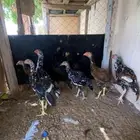 سندي بيور ((( تم البيع)))