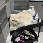 قطو مفقود