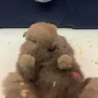 للبيع ارانب امريكيه هولند لب العمر شهر ونص