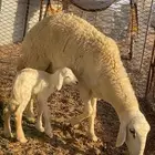 رخل صنف خلفه