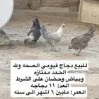 دجاج فيومي
