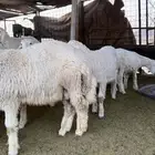 طليان للبيع