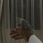 طير روز
