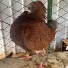جوز كنق فاااخرر