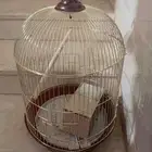 قفص عصافير