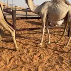 قعود كفو