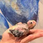 فرخين كروان بايد اسود