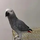 كاسكو اليف   ومتكلم