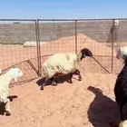 للبيع غنم العدد 10