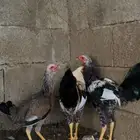 للبيع دجاج مهجن بلدي وباكستاني العدد 2 ديوك 2دجاجه