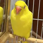 دره لاتينو اليف