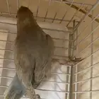فرخ روز معه كساح