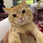 قط هجين هملايا شيرازي عمره8 شهور
