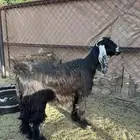 معزا عوارض