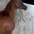 حصان واهو شيخخ