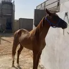 مربط الابجر