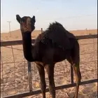 حشو بري على حليب شرط عدد ثلاثه