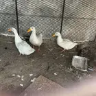 بط بكيني