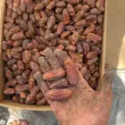 تمر صفري وسري رنيه