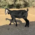 عنز سدس