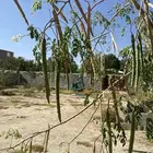 ثمار المورينقا لوجه الله