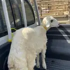 خروف