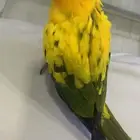ببغاء صن كنيور اليف جدا عمره 5 شهور