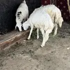 ذبايح