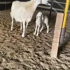 شاه حريه خلفه