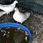 حمام فرنسي جامبو