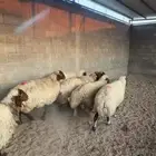 غنم نعيم دفيع واصله