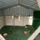4 اجواز كروان