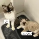 قطط
