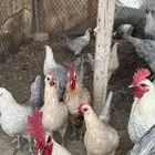 دجاج