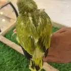 فرخ كويكر