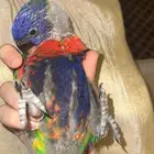 فرخ لوري رينبو حجم جامبو للبيع