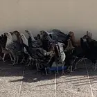 دجاج فيومي وفيومي بلدي