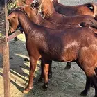 معزا دهم دبس ( تم البيع )