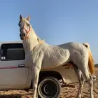 حصان بطل سابق