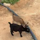 ماعز
