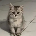 قطه شيرازي للبيع