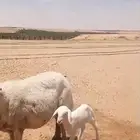 حرية (حرش ) متبع بطلي( تم البيع )